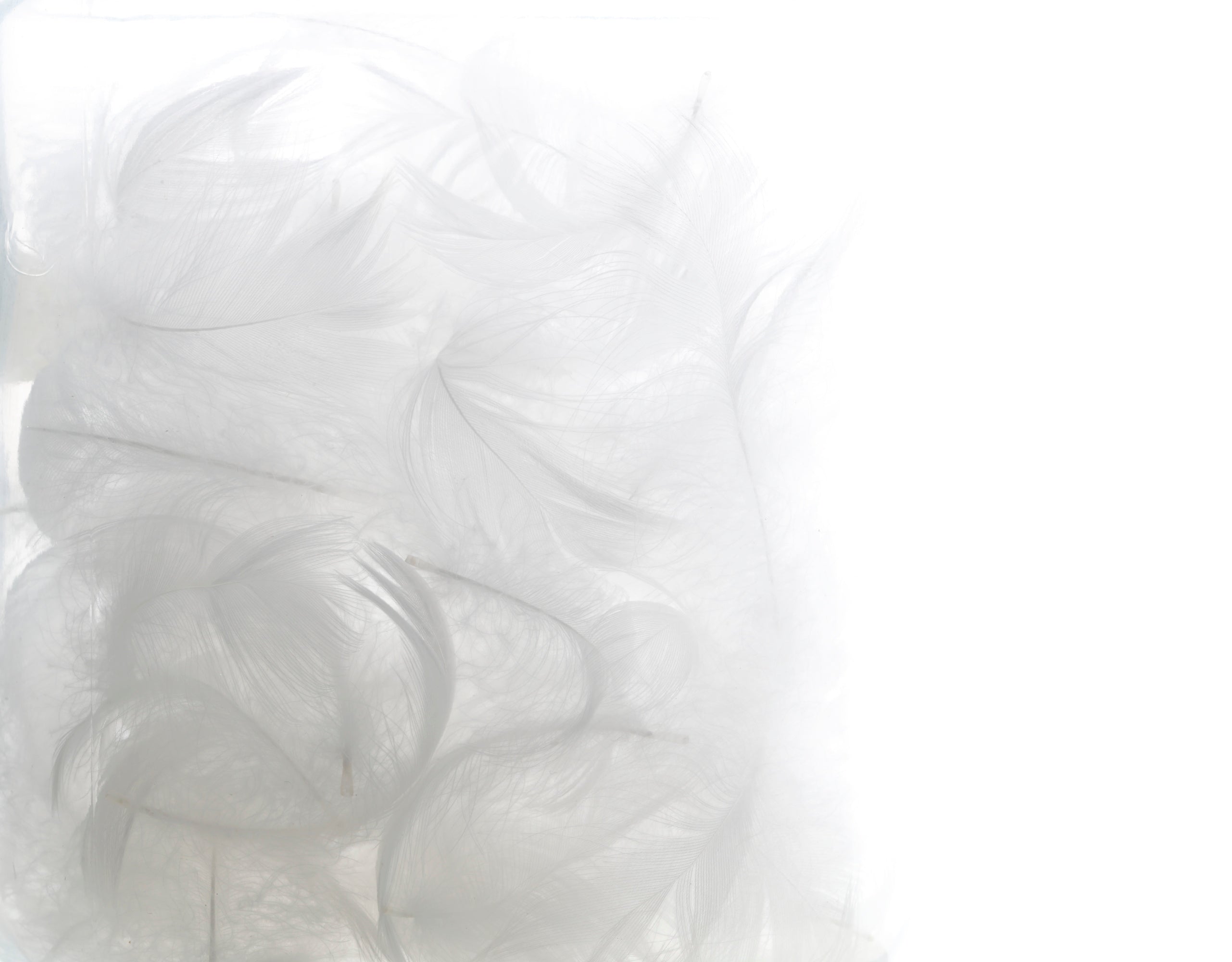 羽毛（ダウン・フェザー）について。 – 寝具のイワタ