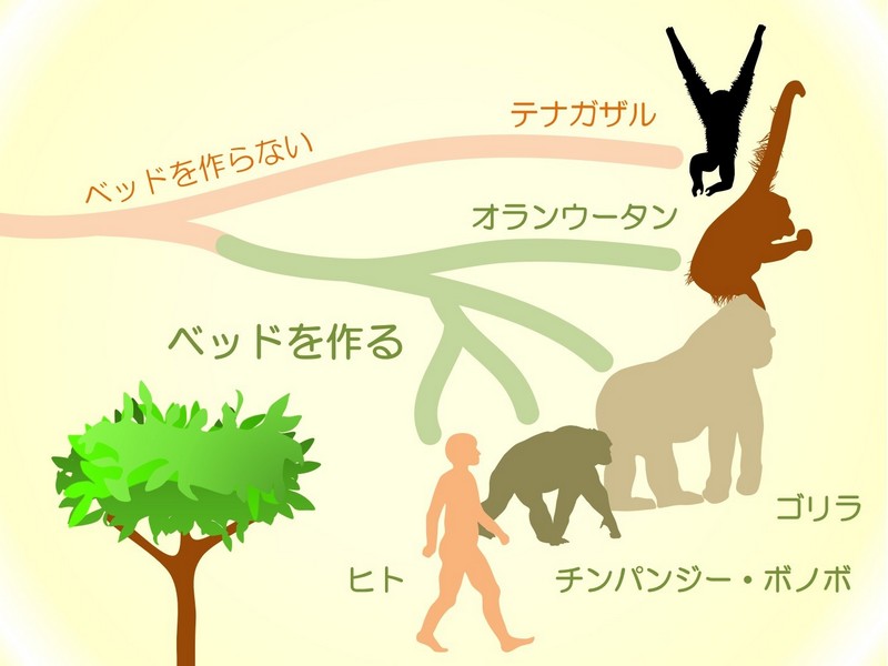 ベッド関連 人類進化ベッド – 寝具のイワタ